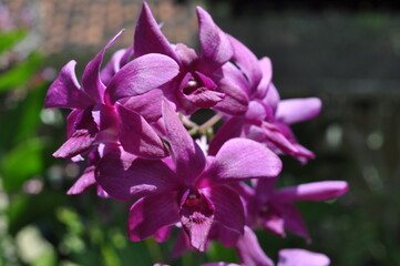 purple orchid flower