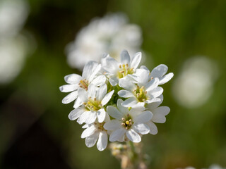 close-up of a white Hoary Alyssum flower on a clear day. blurred background, Selective focus