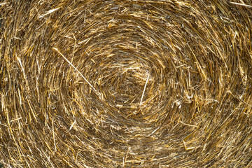 close-up of straw texture. rolled up in a circle of hay. Concept of agriculture