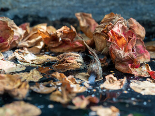 close-up of dried leaves and flower petals on the water surface