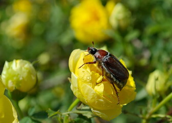 A large cockchafer (Melolontha) sits on a yellow rose flower on a Sunny morning.