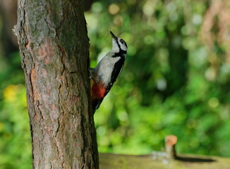 Great spotted woodpecker on a pine tree on a spring morning in the hollow building. Moscow region. Russia.