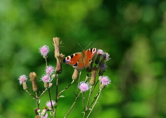 Peacock eye butterfly (Aglais io) on pink flowers on a Sunny summer morning. Moscow region. Russia.