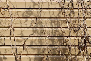 Dry fruits of a climbing plant and their shadow on the wall of the house on a Sunny day.