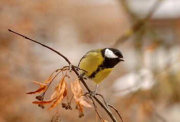 A Great tit (Parus major) sits on a branch of a Linden tree on a cloudy autumn day. Moscow region. Russia.
