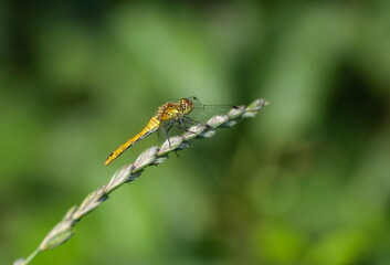 A DragonFly on a green blade of grass on a Sunny July morning.