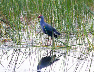 Grey Headed Swamp Hen