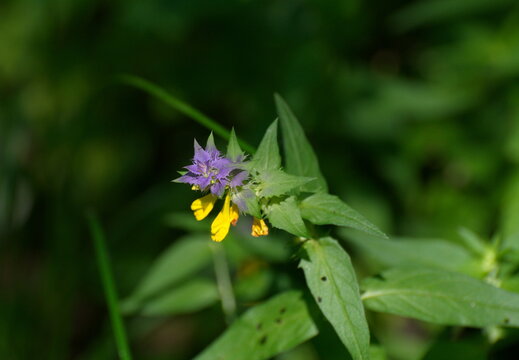 Summer flowers of blue cow wheat (Melampyrum nemorosum) in a Sunny forest clearing.