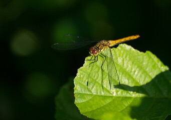 A small dragonfly sits on a birch leaf on a Sunny September morning. Moscow region. Russia.