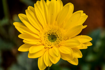 A Gerbera flower