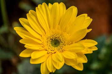 A Gerbera flower