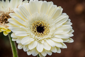 A Gerbera flower