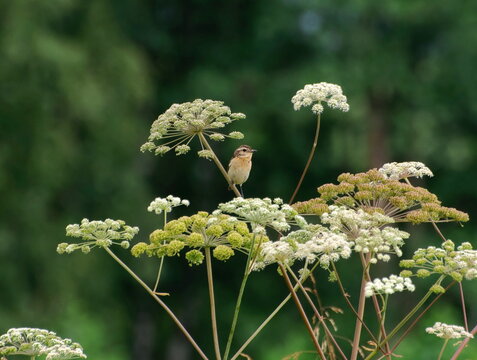 A small Winchat bird (Saxicola rubetra) hides from the rain under an umbrella plant. Moscow region. Russia.