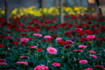 A Gerbera flower