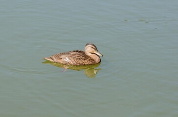 Fototapeta premium A female Mallard (Anas platyrhynchos) poses for a photographer on a Sunny summer morning.