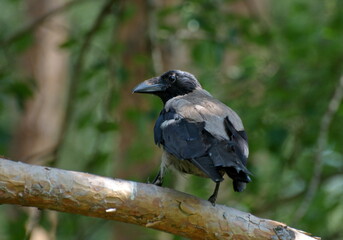 A young gray crow (Corvus cornix) sits on a pine branch on a summer morning.