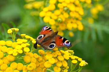 A peacock butterfly (Aglais io) sits on tansy flowers on a summer day. The Ryazan region. Russia.