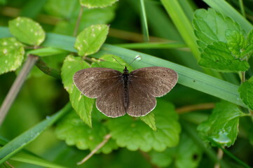 Ringlet butterfly (Aphantopus hyperantus) on green leaves on a summer morning.