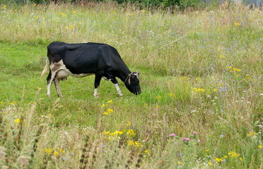 A black and white cow grazes in a meadow among wild flowers on a summer day. The Ryazan region. Russia.