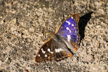 A large lesser Purple Emperor butterfly (Apatura ilia) sits on the sand on a Sunny summer morning. Moscow region. Russia