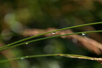 Field grass with dew drops on a summer morning.