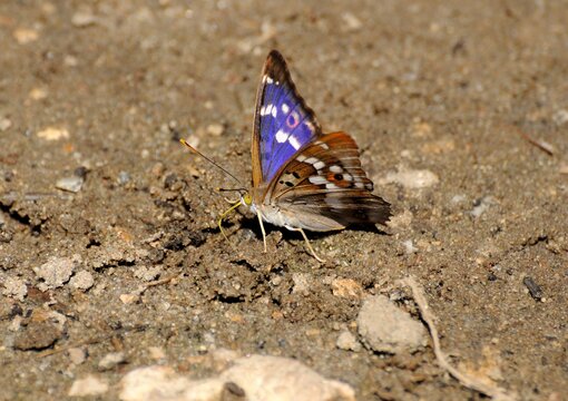 Butterfly Lesser Purple Emperor ( Apatura ilia) sits on the sand on a hot summer day.