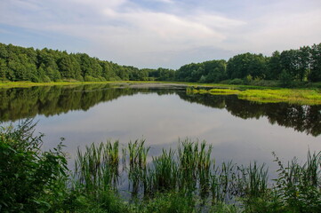 Forest lake and the reflection of trees in it on a Sunny summer morning. Moscow region. Russia.