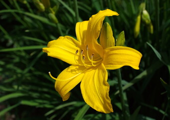 Large yellow daylily flower on a Sunny summer day.