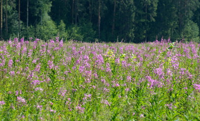 Field in front of the forest overgrown with Willow-herb (Epilobium angustifolium) on a Sunny summer day