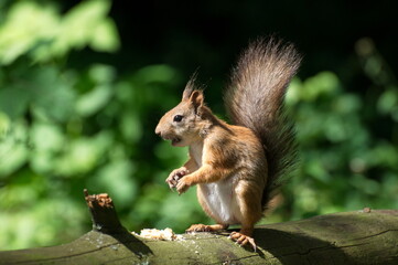 A red squirrel (Sciurus vulgaris) sits on an old log on a Sunny summer day.