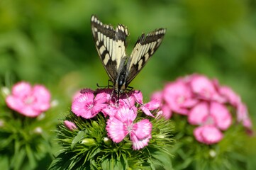 Butterfly Swallowtail (Papilio machaon) gathers nectar from flowers in the garden of clove.