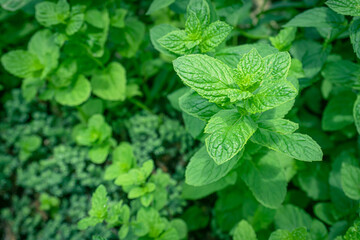 Green mint leaves growing in the garden.