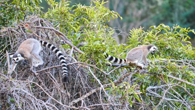 Ring Tailed Lemurs Foraging For Fruit In Tree, Isalo National Park