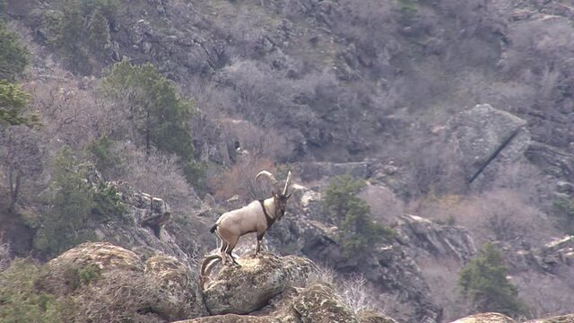 Mountainous Armenia. Khosrov reserve. Bezoar mountain goats.