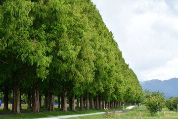 緑のメタセコイア並木