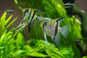 A pair of angelfish, cichlids, aquarium background green plants.