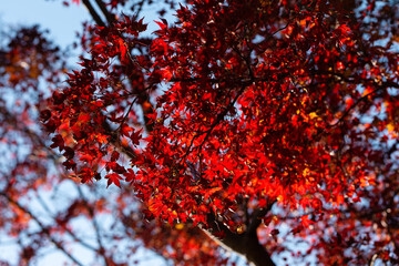 紅葉