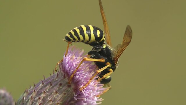 Paper wasp collects nectar on a thistle flower bud. Macro view a insect in wildlife