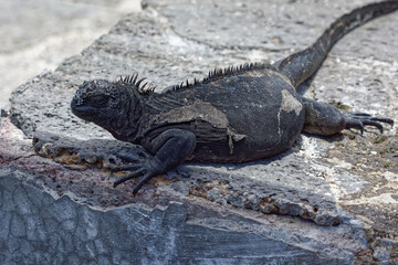Galapagos marine iguanas (Amblyrhynchus cristatus) in Galapagos Islands, Ecuador