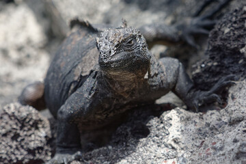 Galapagos marine iguanas (Amblyrhynchus cristatus) in Galapagos Islands, Ecuador