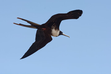 Female Great Frigatebird (fregata minor) in San Cristobal Island, Galapagos, ECuador