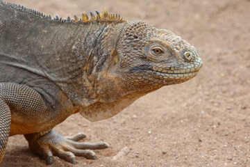 Land iguana (conolophus subcristatus) in Galapagos Islands, Ecuador
