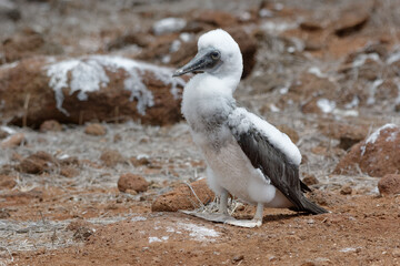 Juvenile Blue-footed booby (Sula nebouxii) in Galapagos Islands, ECuador