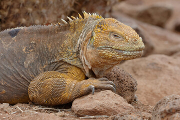 Land iguana (conolophus subcristatus) in Galapagos Islands, Ecuador
