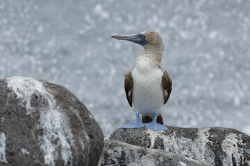 Blue-footed booby (Sula nebouxii) in Galapagos Islands, ECuador