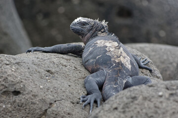 Galapagos marine iguana (Amblyrhynchus cristatus) in Galapagos Islands, Ecuador