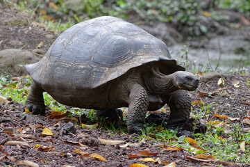Giant tortoise (chelonoidis nigra) in Galapagos Islands, Ecuador
