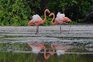 American flamingo (Phoenicopterus ruber) in Isabela Island, Galapagos, Ecuador