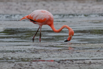 American flamingo (Phoenicopterus ruber) in Isabela Island, Galapagos, Ecuador