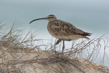 Whimbrel (Numenius phaeopus), Isabela Island, Galapagos